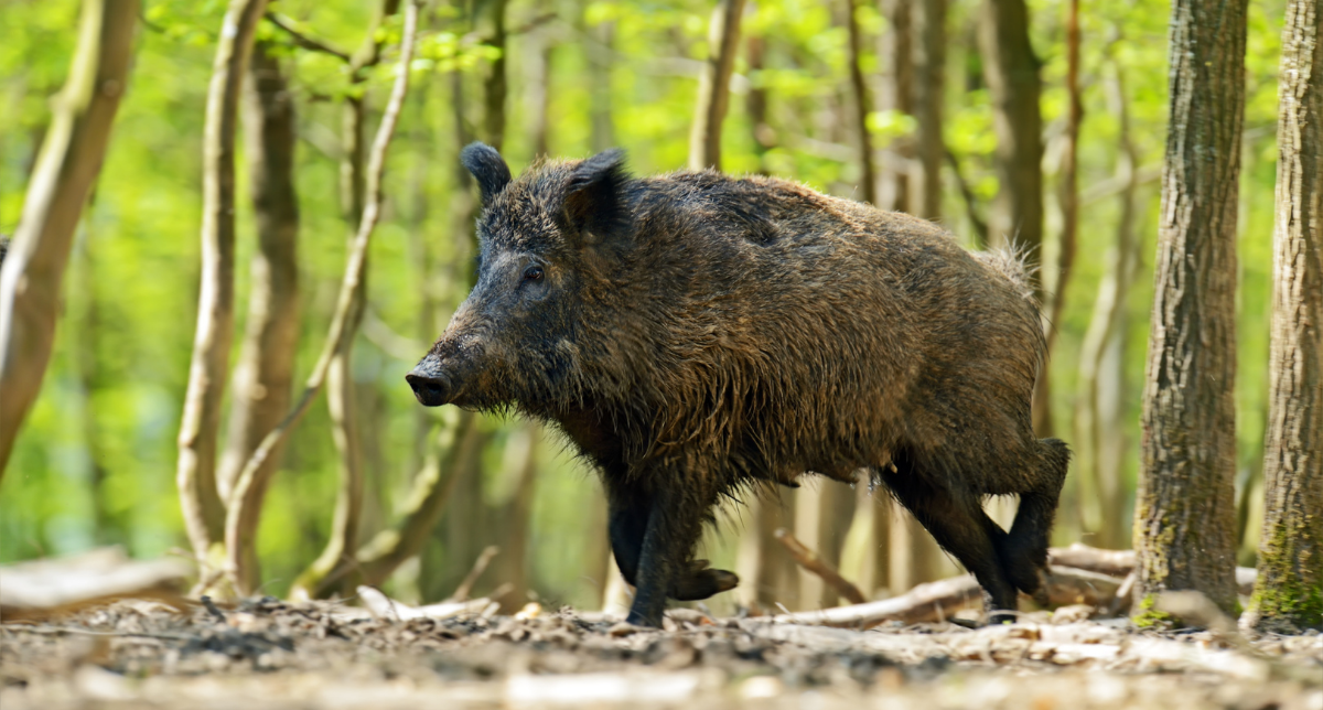 Border & Biosecurity