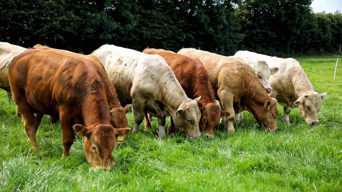 How Animal Disease Outbreaks Disrupt Trade and Logistics